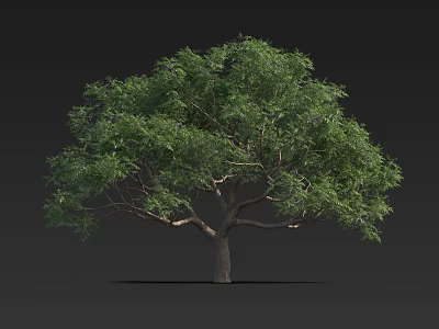 Green Tree With Thick Trunk And Lush Foliage Against Black Background 3d model