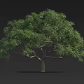 Green Tree With Thick Trunk And Lush Foliage Against Black Background 3d model