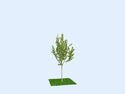 The Modern Tree 3d model