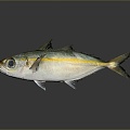 Catfish Carp Sturgeon Bass Freshwater Fish Various Carp Grass Carp Crucian Carp 3d model