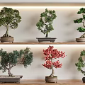Different Types of Bonsai Trees Displayed On Shelves With Green And Red Foliage