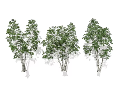 Tall Arbor Trees With Green Leaves And White Trunks In Natural Landscape 3d model