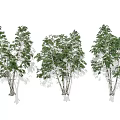 Tall Arbor Trees With Green Leaves And White Trunks In Natural Landscape