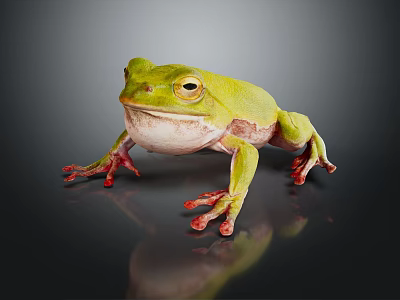 Green Frog With Red Toes On Dark Surface Showing Reflection 3d model