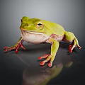 Green Frog With Red Toes On Dark Surface Showing Reflection 3d model