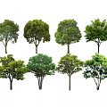 Various Arbor Tree Varieties With Green Foliage And Diverse Crown Shapes 3d model