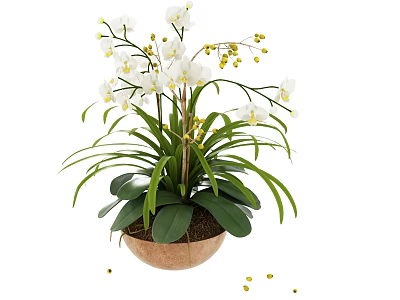 White Orchid Bonsai Potted Plant With Green Leaves And Yellow Buds In Brown Clay Pot 3d model