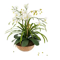 White Orchid Bonsai Potted Plant With Green Leaves And Yellow Buds In Brown Clay Pot