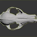 White Animal Skull Organ Structure Displayed On Dark Background With Detailed Bone Texture