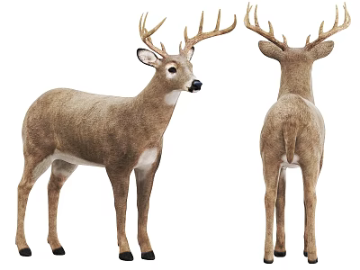 Lifelike Deer Model Displaying Front And Back View With Natural Fur Details 3d model