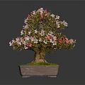 Bonsai Tree With Pink And Red Flowers In Square Brown Pot And Green Moss