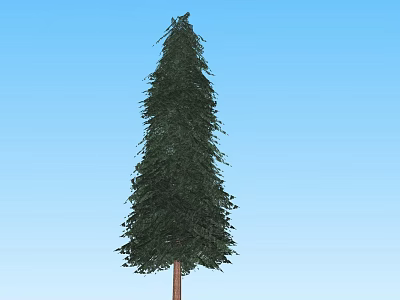 Tall Evergreen Arbor With Green Foliage And Brown Trunk Against Blue Sky 3d model