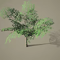 Lush Green Arbor Tree With Dense Foliage Branches And Shadow On Neutral Background
