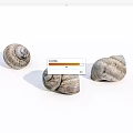 The shell of a snail 3d model
