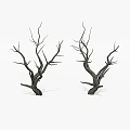 Two Dry Trees With Leafless Twisted Branches Isolated On White Background 3d model