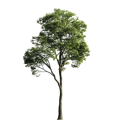 Green Leafy Arbor with Straight Trunk and Lush Canopy in Natural Setting 3d model