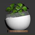 Lush Green Leafy Plant in White Ceramic Pot with Wooden Base
