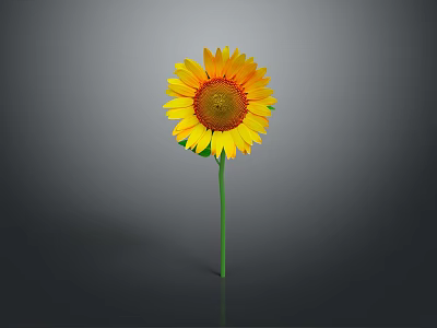 Bright Yellow Sunflower with Brown Center Green Stem and Reflection on Gray Background 3d model