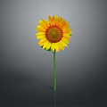 Bright Yellow Sunflower with Brown Center Green Stem and Reflection on Gray Background