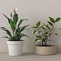 Indoor Potted Plants With White Beige Pots Large Green Leaves Variegated Foliage And White Flowers