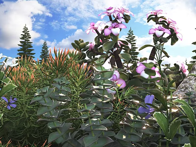 Green Leaf Succulents With Pink Flowers In Sunlit Garden Under Blue Sky And Clouds 3d model