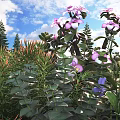Green Leaf Succulents With Pink Flowers In Sunlit Garden Under Blue Sky And Clouds