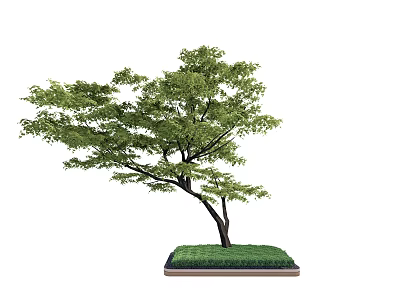 Lush Arbor With Green Leaves Slender Trunk On Square Base With Fresh Grass 3d model