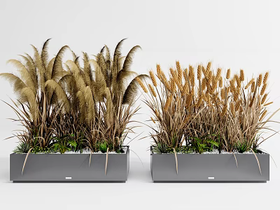 Bonsai Potted Plants With Brown Grass Like Plants In Gray Rectangular Planters Against White Background 3d model
