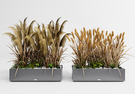 Modern potted plant potted reed grass wheat plant 3d model