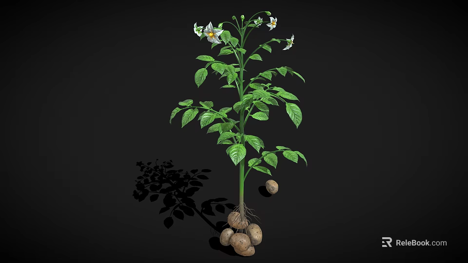 Potato Plant With Green Leaves White Flowers And Underground Tubers Growth 3d model 
