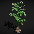 Potato Plant With Green Leaves White Flowers And Underground Tubers Growth