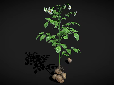 Potato Plant With Green Leaves White Flowers And Underground Tubers Growth 3d model