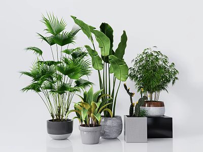 Stylish Bonsai and Potted Plants with Various Green Leaves and Decorative Pots on Stands 3d model
