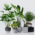 Stylish Bonsai and Potted Plants with Various Green Leaves and Decorative Pots on Stands