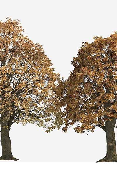 Two Autumn Trees With Vibrant Yellow And Orange Leaves Standing Tall 3d model