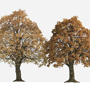 Big Tree Autumn Tree Yellow Leaf Tree 3d model