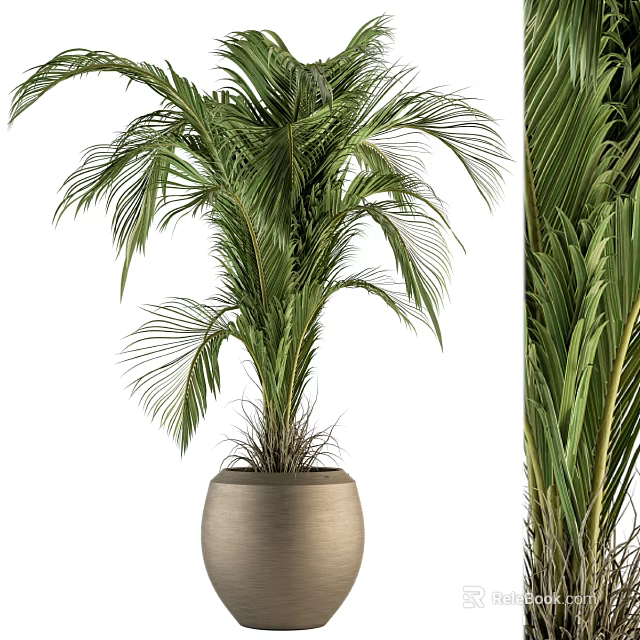 Lush Indoor Palm Potted Plant With Green Leaves In Terracotta Pot 3d model 