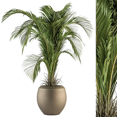 Lush Indoor Palm Potted Plant With Green Leaves In Terracotta Pot 3d model