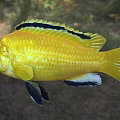 Striking Yellow Aquatic Fish Displaying Black Stripes Distinct Black Fins And Bright Eyes
