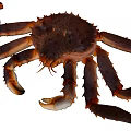 Giant King Crab With Large Claws And Long Spotted Legs On Gray Background
