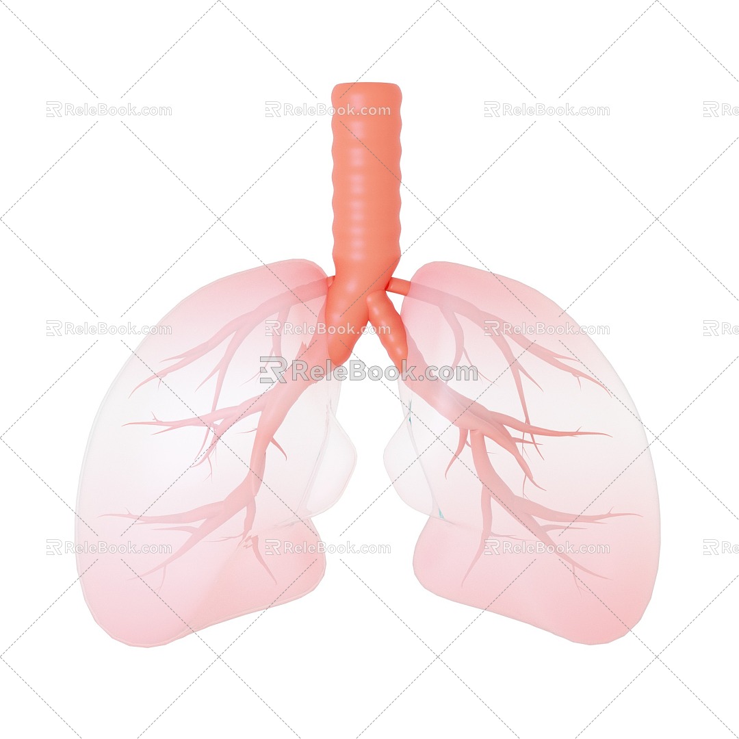 Lung Medical 3d model