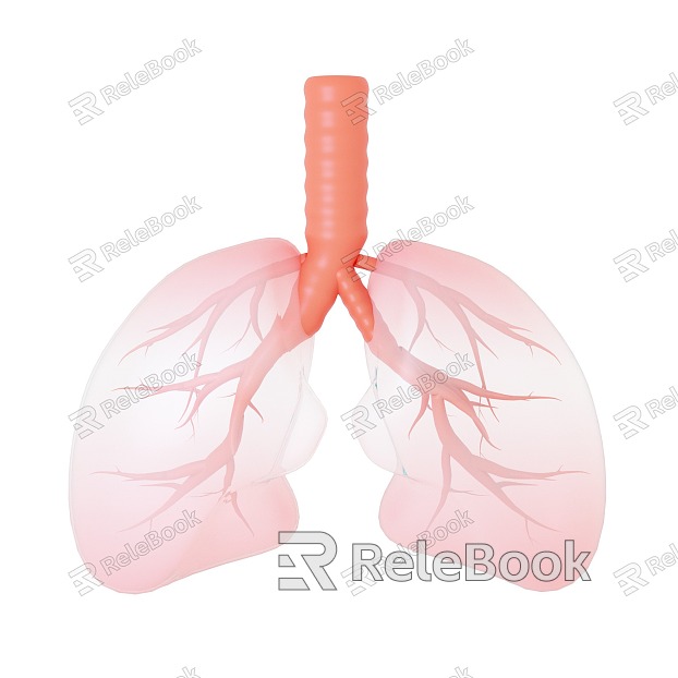 Lung Medical model