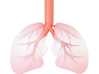 Lung Medical model