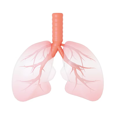 Lung 3D Anatomical Model Medical Device for Healthcare Education and Training 3d model