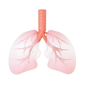 Lung Medical 3d model