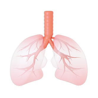 Lung Medical 3d model