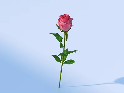 Single Pink Rose With Green Leaves On Light Blue Background 3d model