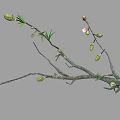 Graceful Tree With Pink Flowers Green Leaves And Delicate Branches In Bloom