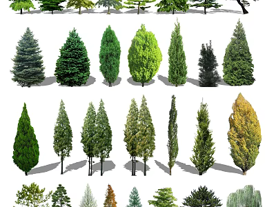Various Types Of Trees Including Evergreen And Deciduous Species With Different Foliage Shapes And Sizes 3d model