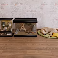 Reptile Glass Terrariums Indoor Habitat Setup With Natural Decor On Wooden Floor